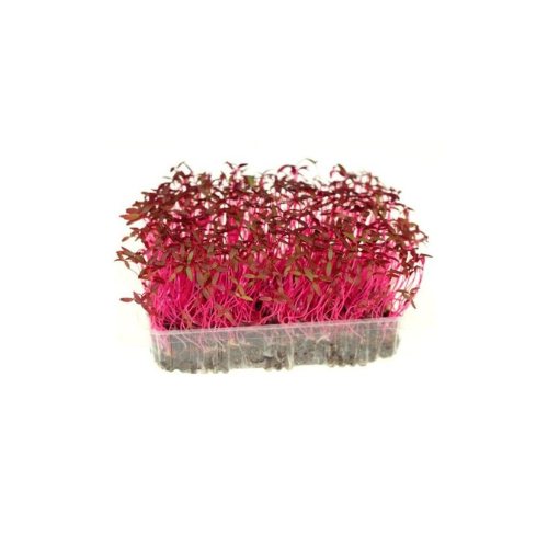 Amaranth
