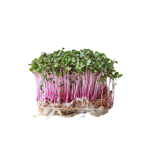 Red Cabbage