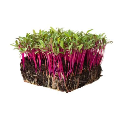 Beetroot