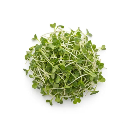 Fenugreek